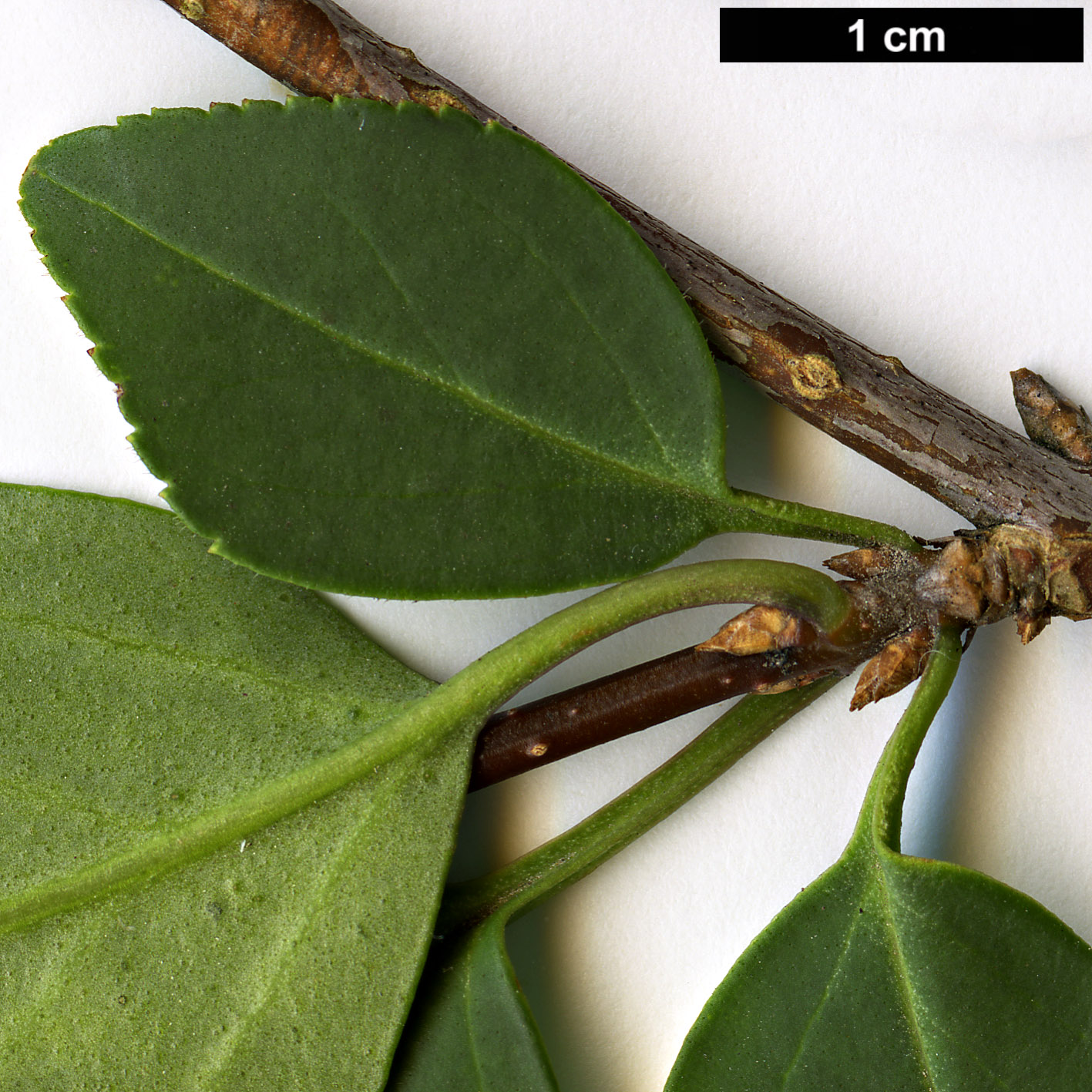 High resolution image: Family: Oleaceae - Genus: Forsythia - Taxon: suspensa - SpeciesSub: var. sieboldii